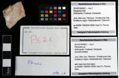 Foto (Objekt + Etikett) von Pithonoton sp.  (NHMW-GEO-2014-0194-0621)